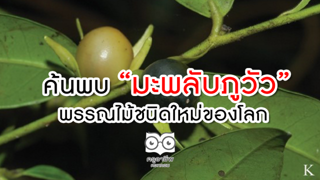 ไทยค้นพบต้น'มะพลับภูวัว' พรรณไม้ชนิดใหม่ของโลก