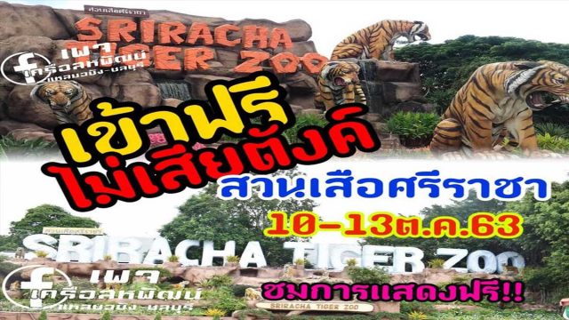 สวนเสือศรีราชา สวนเสือศรีราชาเปิดให้เข้าฟรีระหว่างวันที่ 10-13 ตุลาคม เพื่อระลึกถึงพระมหากรุณาธิคุณ และวันคล้ายวันสวรรคตของรัชกาลที่ 9