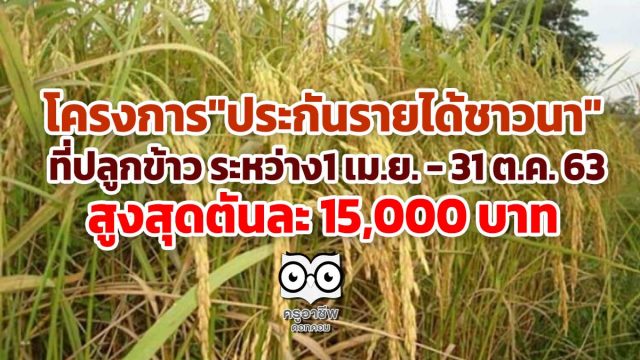 โครงการนี้ที่รอคอย "ประกันรายได้ชาวนา" ที่ปลูกข้าวระหว่างวันที่ 1 เม.ย. -​ 31 ต.ค. 63 สูงสุดตันละ 15,000 บาท