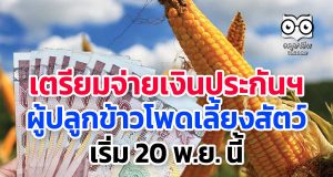 เตรียมจ่ายเงินประกันฯ ผู้ปลูกข้าวโพดเลี้ยงสัตว์ เริ่ม 20 พ.ย. นี้