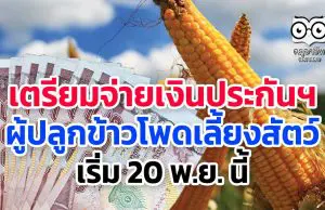 เตรียมจ่ายเงินประกันฯ ผู้ปลูกข้าวโพดเลี้ยงสัตว์ เริ่ม 20 พ.ย. นี้