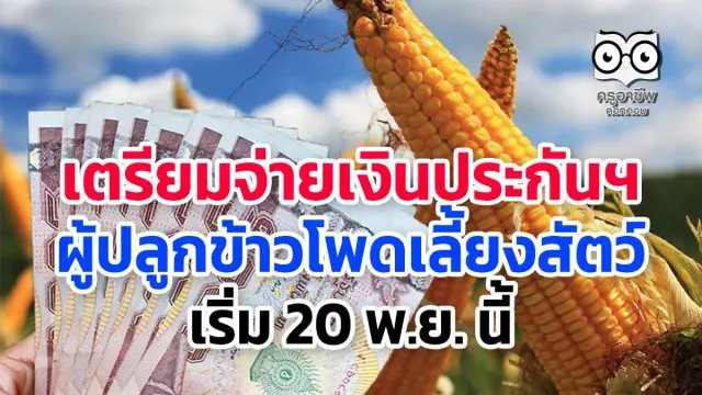 เตรียมจ่ายเงินประกันฯ ผู้ปลูกข้าวโพดเลี้ยงสัตว์ เริ่ม 20 พ.ย. นี้