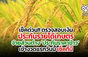 เช็คด่วน!! ตรวจสอบเงินประกันรายได้เกษตร จ่ายส่วนต่าง 'ประกันราคาข้าว' งวดแรกวันนี้ เช็คที่นี่