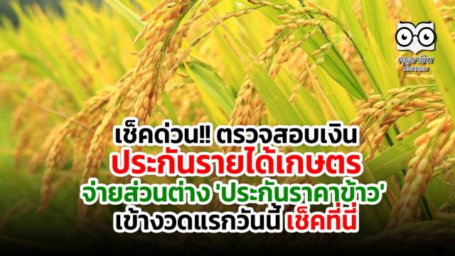 เช็คด่วน!! ตรวจสอบเงินประกันรายได้เกษตร จ่ายส่วนต่าง 'ประกันราคาข้าว' งวดแรกวันนี้ เช็คที่นี่