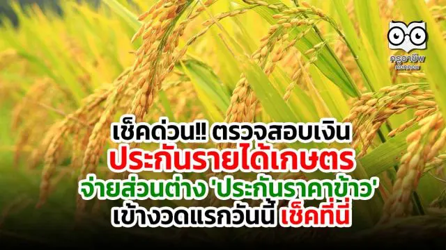 เช็คด่วน!! ตรวจสอบเงินประกันรายได้เกษตร จ่ายส่วนต่าง 'ประกันราคาข้าว' งวดแรกวันนี้ เช็คที่นี่