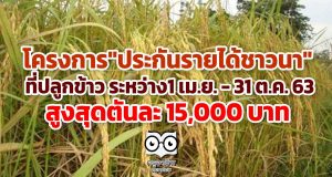 โครงการนี้ที่รอคอย "ประกันรายได้ชาวนา" ที่ปลูกข้าวระหว่างวันที่ 1 เม.ย. -​ 31 ต.ค. 63 สูงสุดตันละ 15,000 บาท