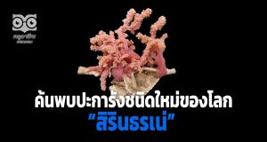 ค้นพบปะการังชนิดใหม่ของโลก ในน่านน้ำไทย พระราชทานนาม “สิรินธรเน่”