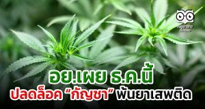 อย.เผย ธ.ค.นี้ ปลดล็อค “กัญชา” พ้นยาเสพติด