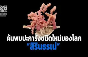 ค้นพบปะการังชนิดใหม่ของโลก ในน่านน้ำไทย พระราชทานนาม “สิรินธรเน่”