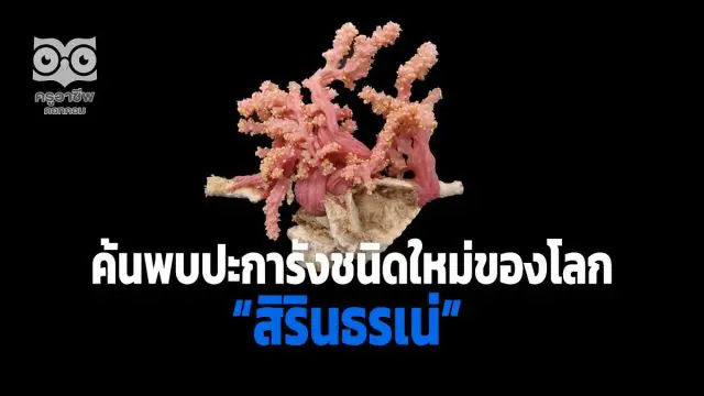 ค้นพบปะการังชนิดใหม่ของโลก ในน่านน้ำไทย พระราชทานนาม “สิรินธรเน่”