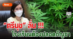 “ตรีนุช” ลั่น !!! โรงเรียนต้องปลอดกัญชา
