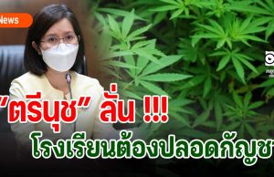 “ตรีนุช” ลั่น !!! โรงเรียนต้องปลอดกัญชา