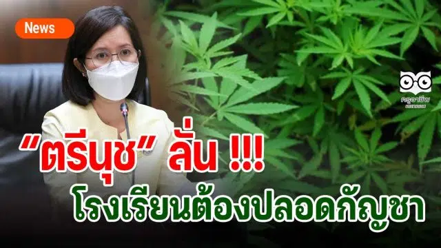 “ตรีนุช” ลั่น !!! โรงเรียนต้องปลอดกัญชา